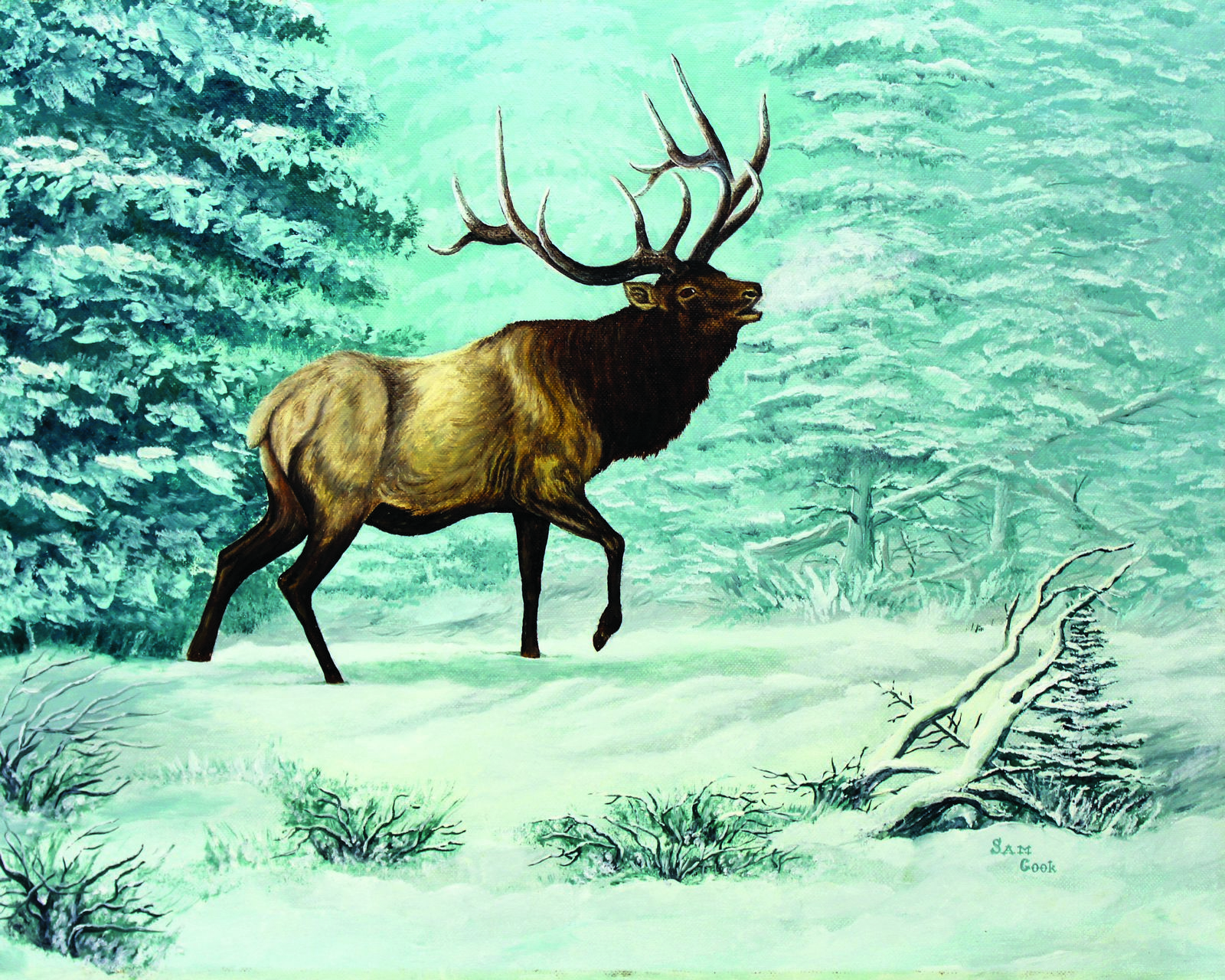Elk in Winter