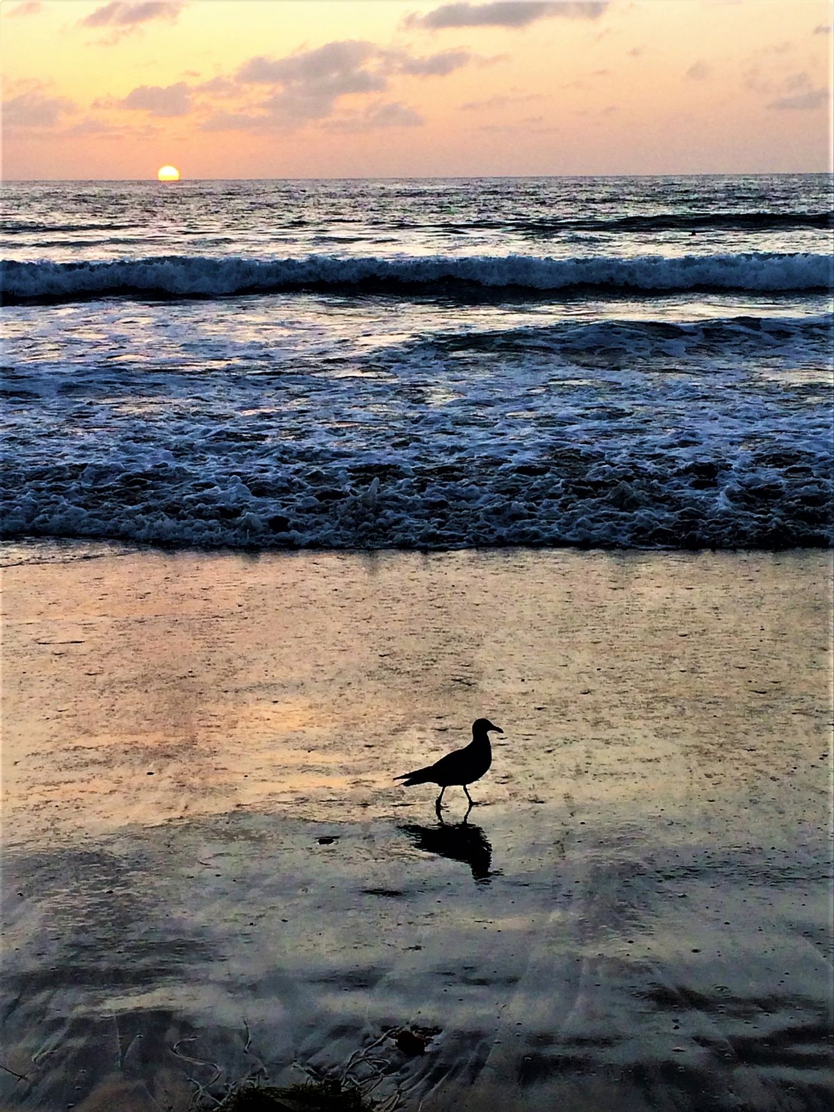 Seagull silhouetted against a sunset in La Jolla