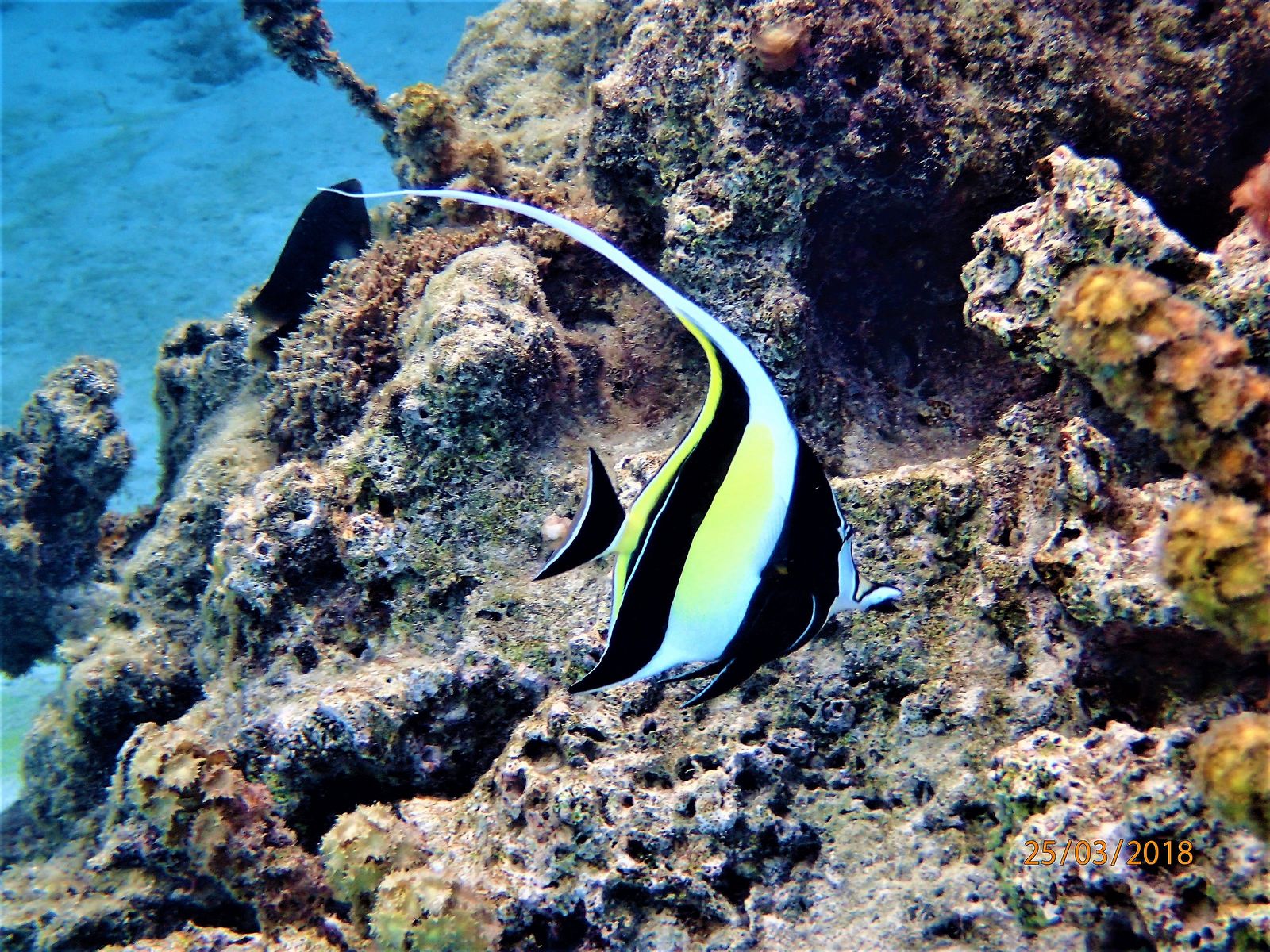 Snorkeling from overwater bungalow in Moorea