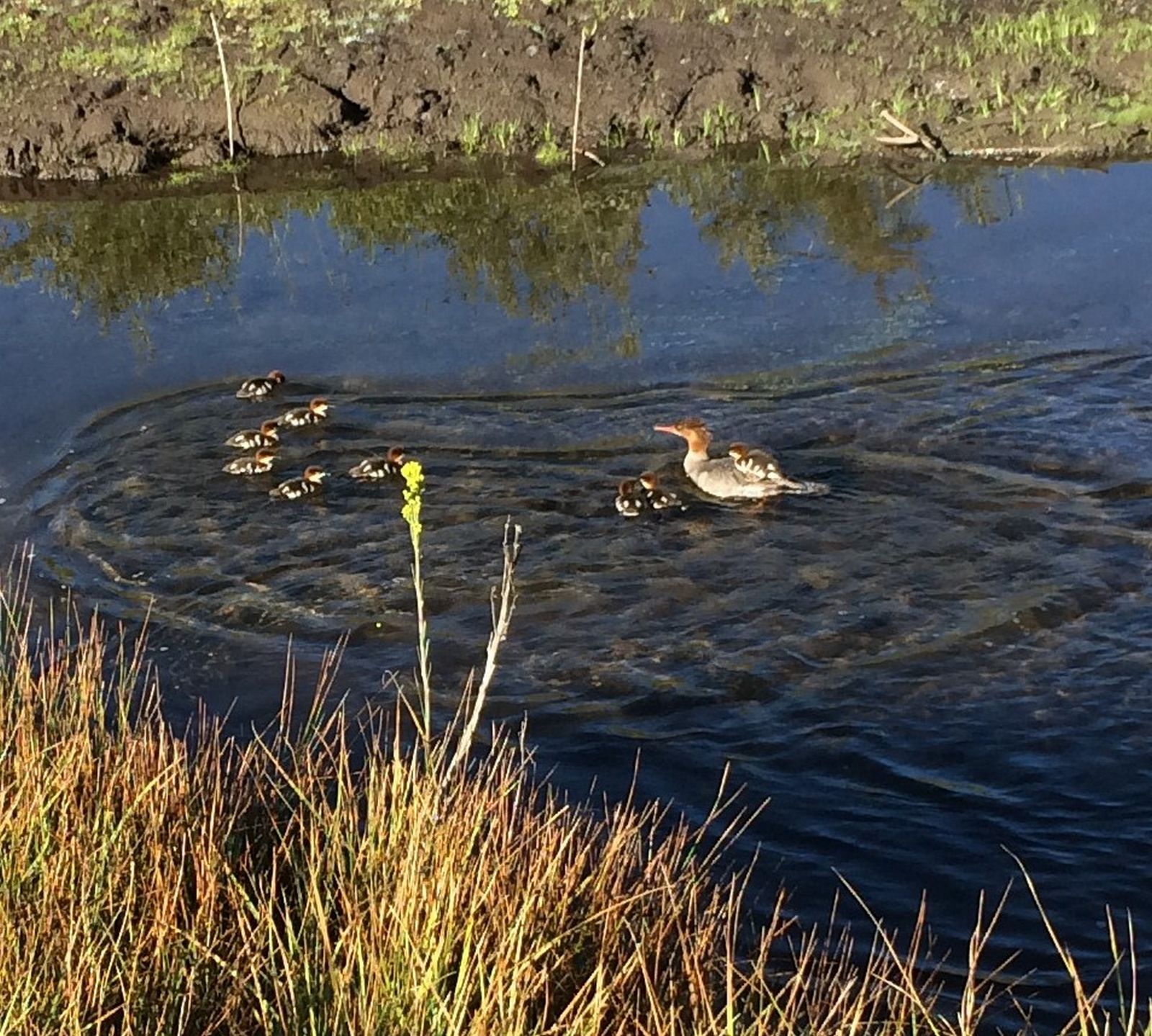 Mother duck with her ducklings in Lake Tahoe