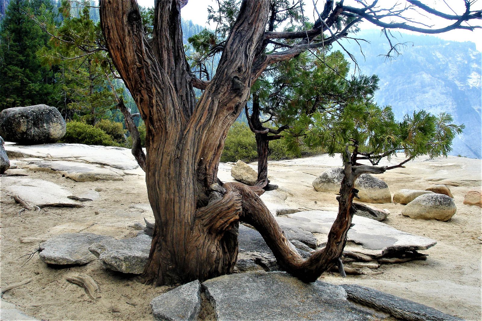Tree at the top of Nevada Falls in Yosemite