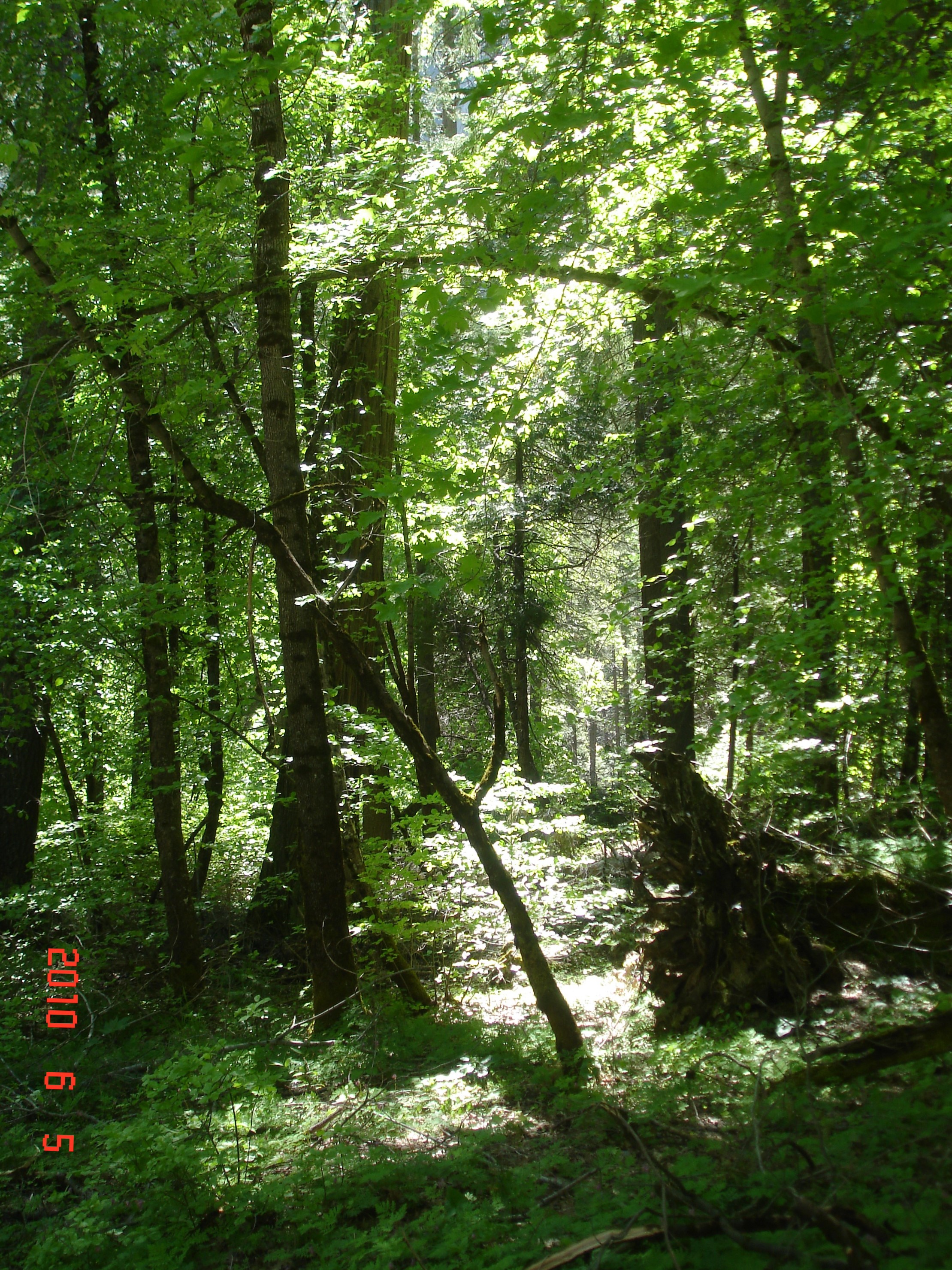 Yosemite hike on Sam's birthday, June 5, 2010